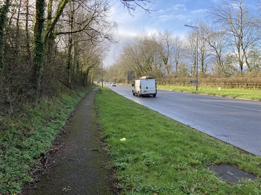 Cwmbran drive ash dieback