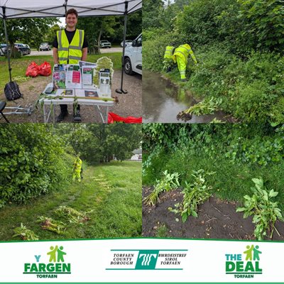 Balsam bashing