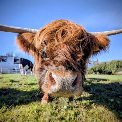 Highland Cow