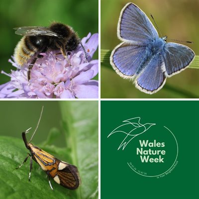 Wales Nature Week