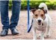 Your views on Dog Control Orders needed