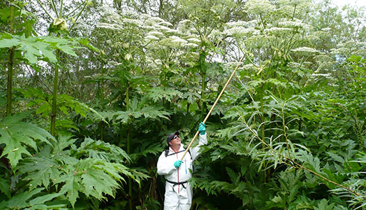 Giant Hogweed