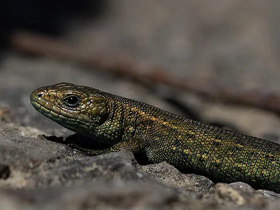 Common Lizard