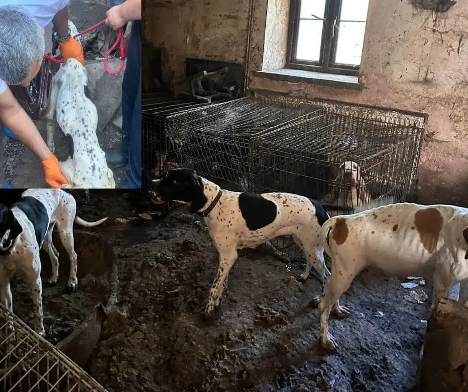 Three severely underweight dogs found at a property in Torfaen